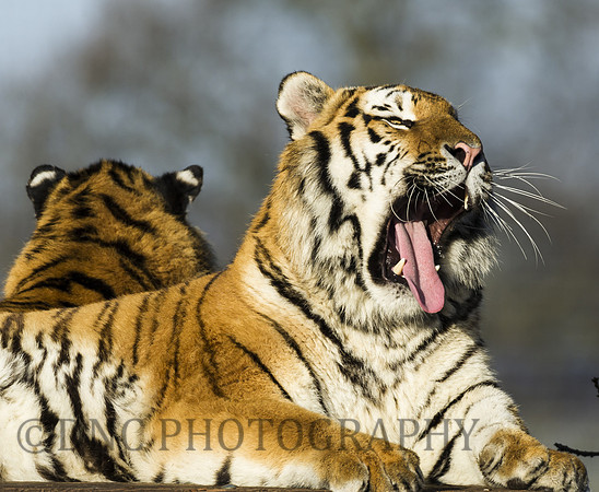 Young Male Tiger
