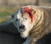 Victor the Polar Bear