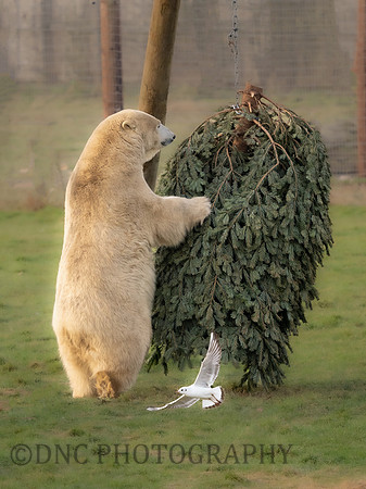 Polar Bear