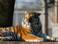 Young Male Tiger