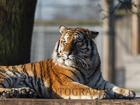 Young Male Tiger