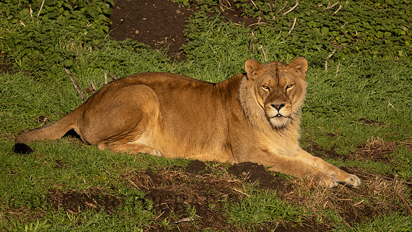 Lioness