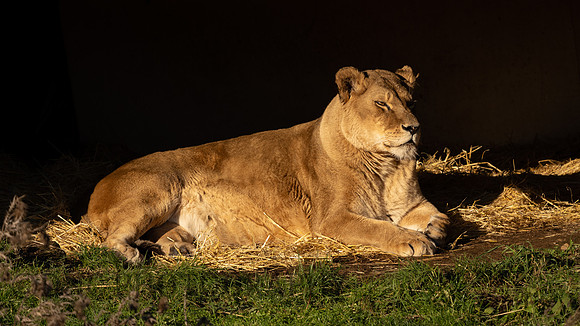 Lioness