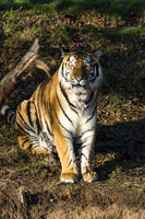 Young Femal Tiger Hope