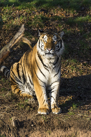 Young Femal Tiger Hope
