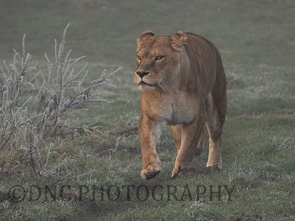 Lioness
