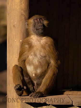 Guinea baboon