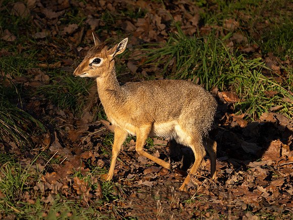 Kirk's Dik-Dik