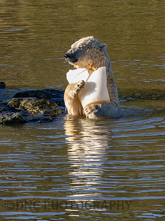 Polar Bear