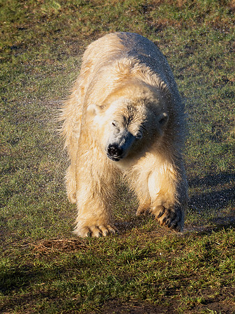 Polar Bear