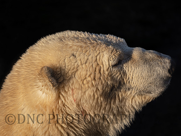 Polar Bear