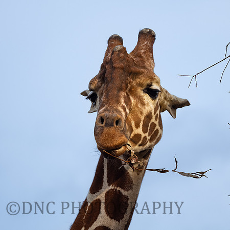 Giraffe