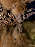Baboon