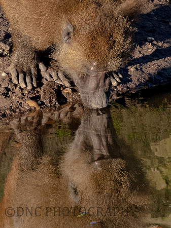 Baboon