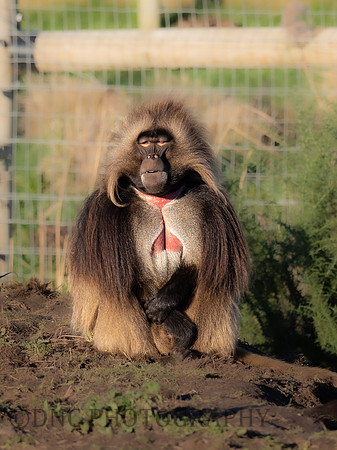 Gelda Monkey