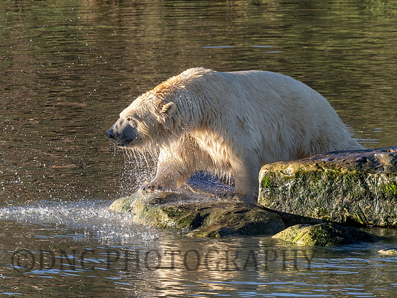 Polar Bear