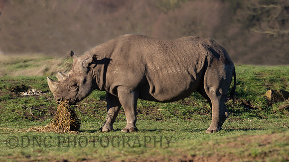Eastern Black Rhinoceros