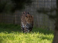 Amur Leopard Kristen