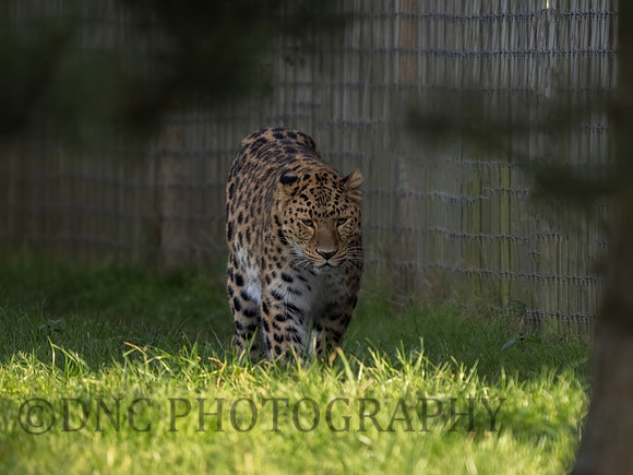 Amur Leopard Kristen