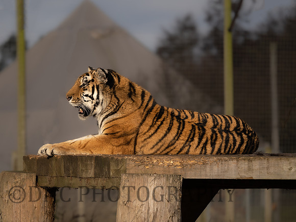 Amur Tiger Tschuna