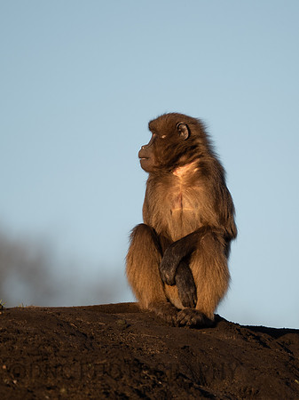 Gelda Monkey