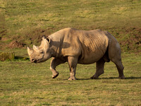 Eastern Black Rhino