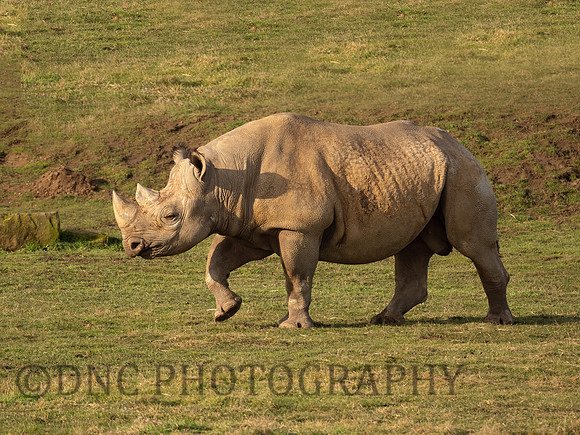 Eastern Black Rhino