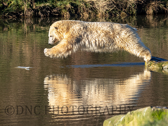 Polar Bear