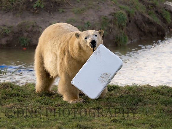 Polar Bear