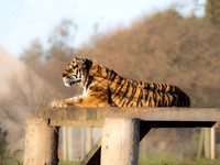Amur Tiger Tschuna