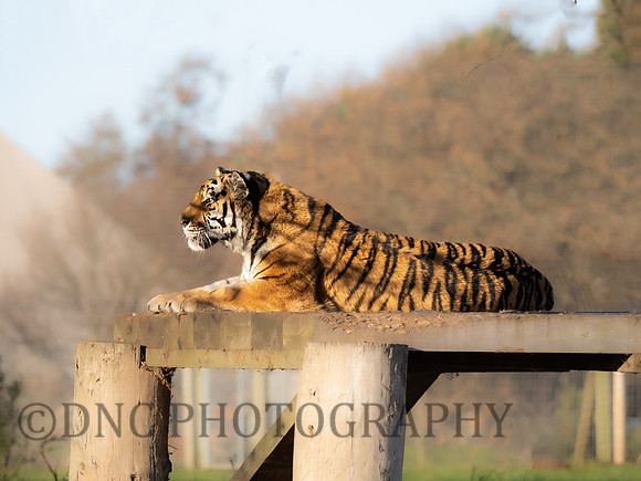 Amur Tiger Tschuna