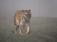 Amur Tiger Tschuna