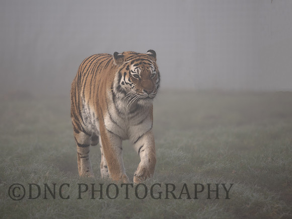 Amur Tiger Tschuna