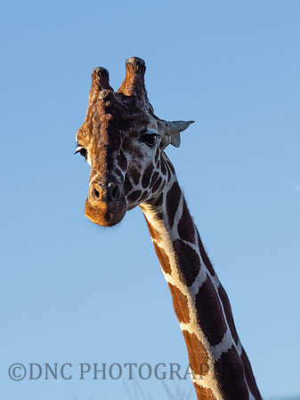 Giraffe