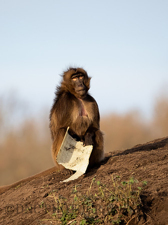 Gelda Monkey