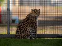 Amur Leopard Kristen