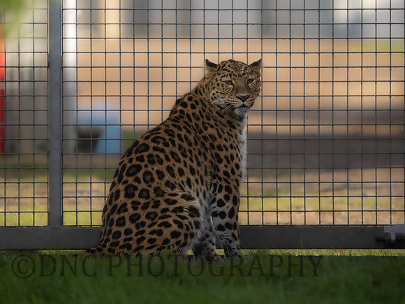 Amur Leopard Kristen