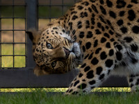 Amur Leopard Kristen