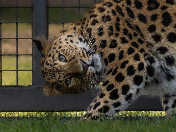 Amur Leopard Kristen