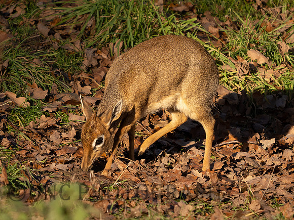 Kirk's Dik-Dik