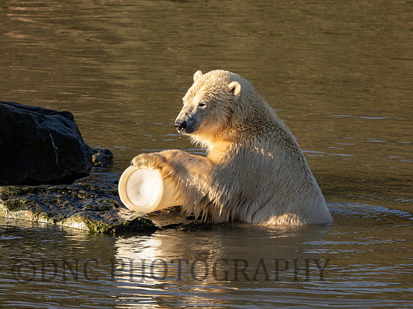 Polar Bear