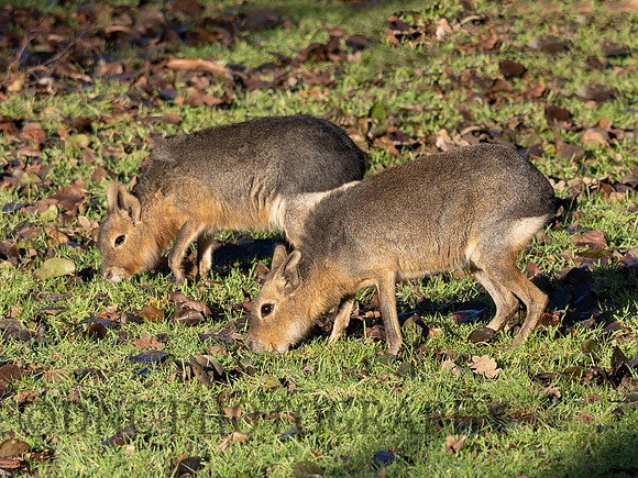 Patagonian Mara