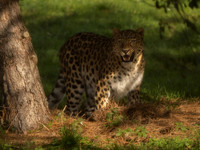 Amur Leopard Kristen
