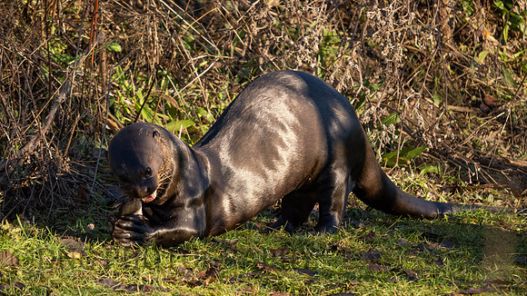 Giant Otter