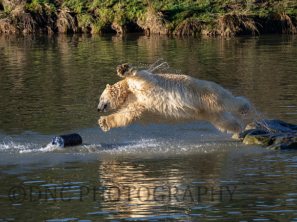 Polar Bear