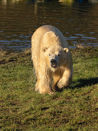 Polar Bear