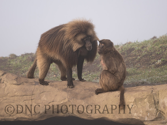 Gelda Monkey