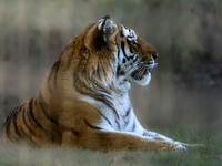 Amur Tiger