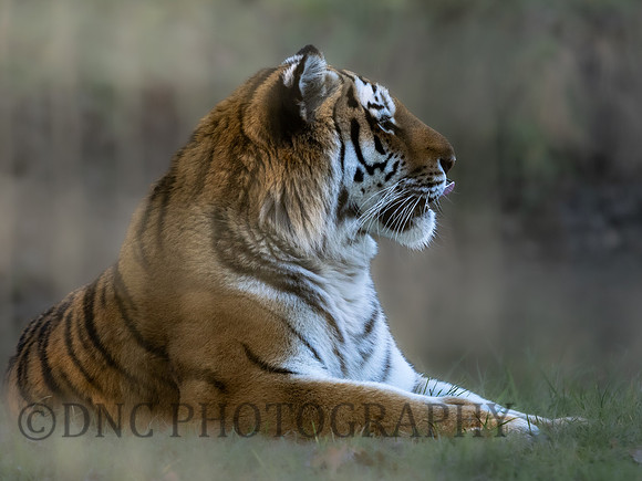 Amur Tiger