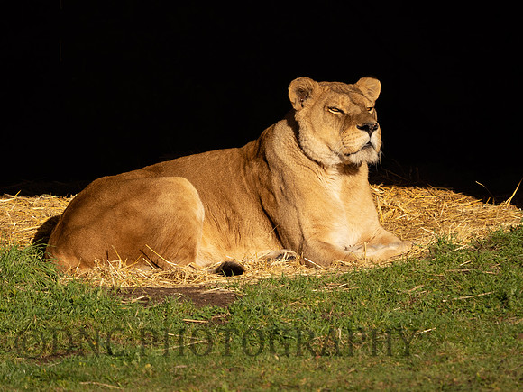 Lioness